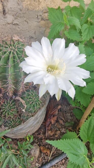 helba bitkisi faydaları: Kaktus gülü, həyətə və otaq üçün Çiçəyi belədi. Ağ gül açır. Otaqda — 1