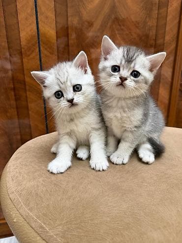 pişik blender: Britan, Dişi, Yaxşı əllərə, Ünvandan götürmə — 3