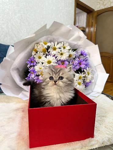 pisiy qabi: Britan — 4