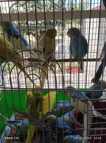 Valnistler 15 manattan hamsi hazirdi alana hopdavoy 12 manat — 7