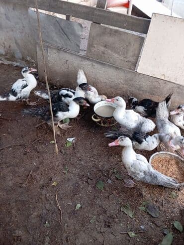 Inəklər, öküzlər: Məhsul: Muskoviy (hind) ördəklərý bu Təsvir: - Ağ, qara-ağ və — 3