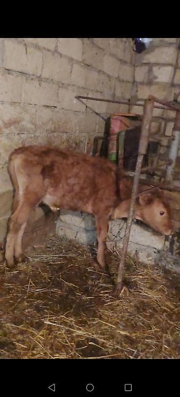 Dişi, il: 3, Südlük, Ünvandan götürmə