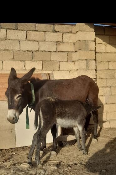 0773006210 Essek sudu catdrilma var oskureyin dermani