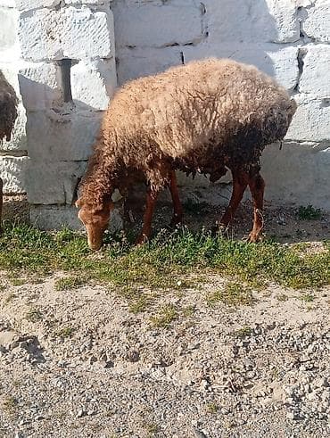 Qoyun (dişi) - Yerli cins, uzun quyruqlu tip. - Rəngi qırmızı-qonur