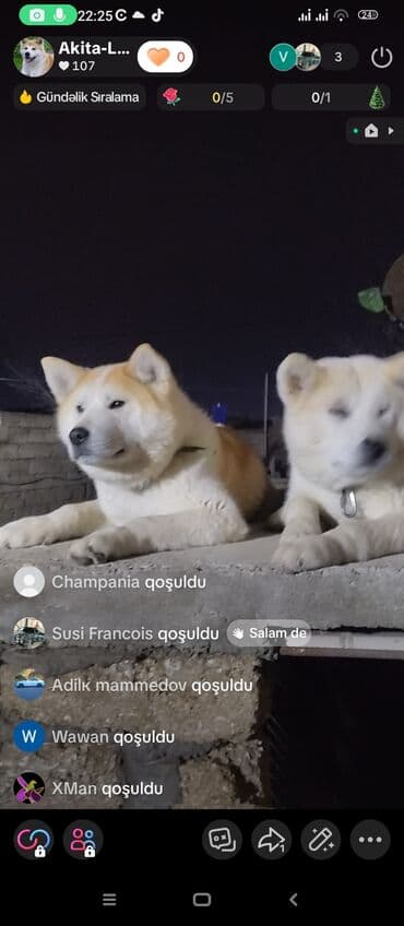 Akita-inu, 6 ay, Dişi, Peyvəndli, Ünvandan götürmə