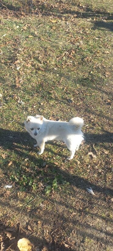 febulus dermani haqqinda: 6 ay, Erkek — 6