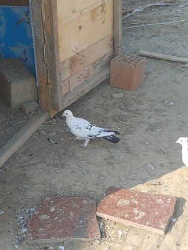 pavlin goyərcin: Məhsul: Göyərçin sürüsü Təsvir: - Şəkillərdə müxtəlif rəng və — 15