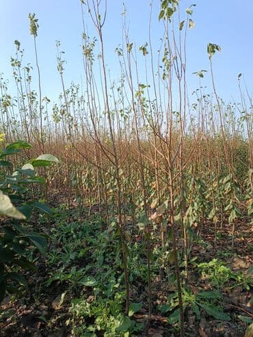 meyvə ağacı: Her sor tinglermiz movcuddur yerli və xarici sortlar var sortlara — 4