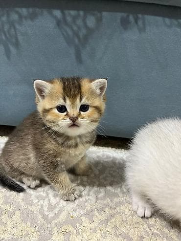 Heyvanlar: Şotland yastı qulaq — 8