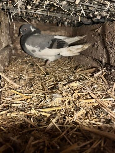 Pişiklər: Məhsul: Ev göyərçinləri (bir neçə fərqli rəngdə) Təsvir: - Şəkillərdə — 4