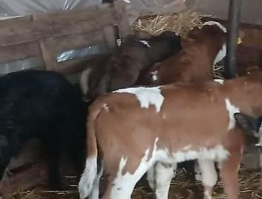 buzov adlari: 4 ədəd. buzov. ünvan Qazax . əlaqə vatsap — 2