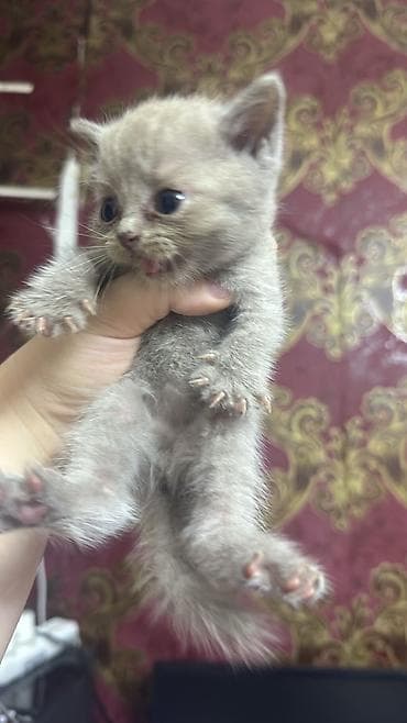 pișik: Boz tüklü balaca pişik balaları - Cins: göstərilən fotolarda qısa — 4
