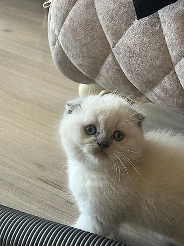 sotland pişik: Şotland — 4