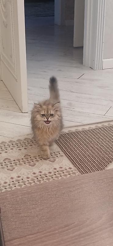 dekorativ quslar: Britan, Dişi, Ünvandan götürmə — 8