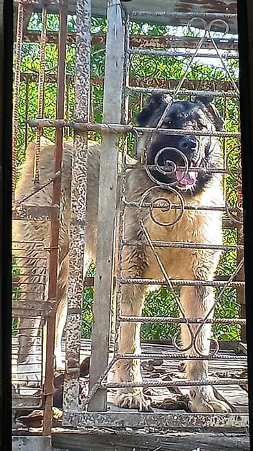 afcarka balalari satilir: 🐕 Təcili Satılır — Qafqaz çoban iti İri cüssəli, sağlam və güclü — 2