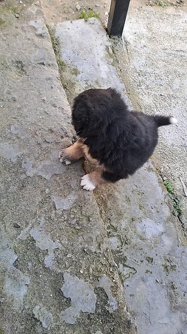 pomeran itleri: Cinsini bilmirem balaca toppuw itdi — 6