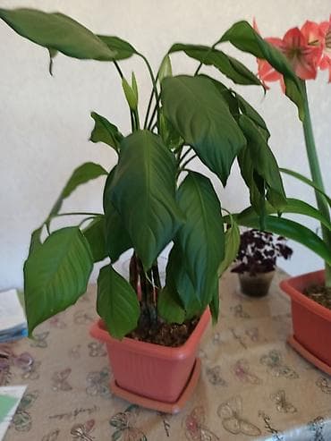 dekorativ bitkilər: Müxtəlif formalı yarpaqları olan dibçək bitkisi. Bəzi bitkilər iri — 3