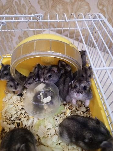 pitbull balası: Cırtdan hamsterlər - Növ: cırtdan (xoş xasiyyətli, sakit və — 1