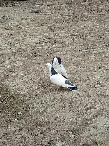 Аквариумы: Cüt dekorativ göyərçin - Növ: dekorativ/döyüşən tipli göyərçinlər (ağ — 2