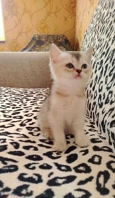 pisikler ucuz: Şinşilla, Dişi, Ödənişli çatdırılma, Ünvandan götürmə — 4