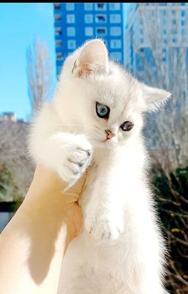 van pişiyi qiymeti: Britan, Dişi, Yaxşı əllərə, Ünvandan götürmə — 1