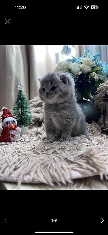 british: Britan yastı qulaq — 2