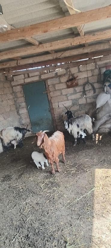 Куры: Самец, лет: 3, 20 кг, Для разведения, Платная доставка — 3