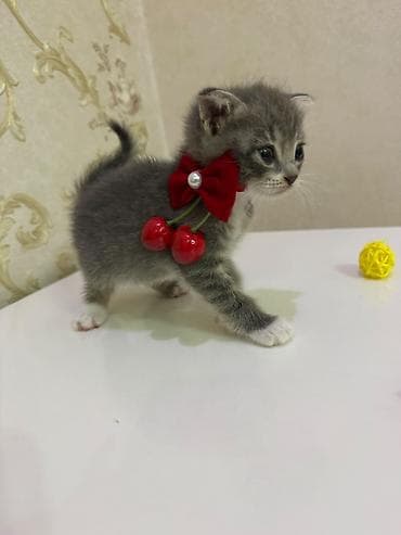 Кошки: Sevimli balaca pişik balaları - Cins: ev pişiyi (qısa tüklü) - Rəng — 4