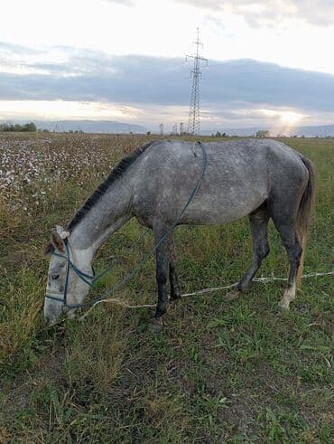 Mal-qara: Dişi, il: 3 — 1