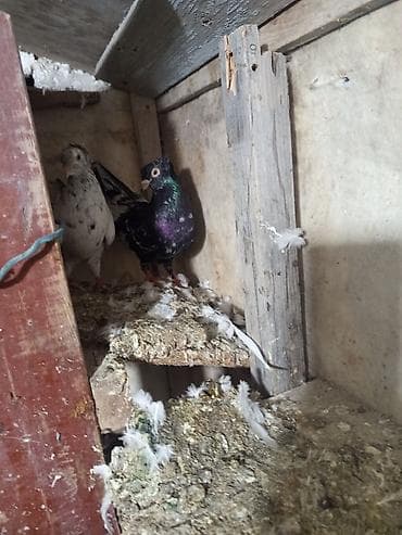 Собаки: Ev göyərçinləri – 2 ədəd - Növ: yerli ev göyərçini - Rənglər: biri — 4