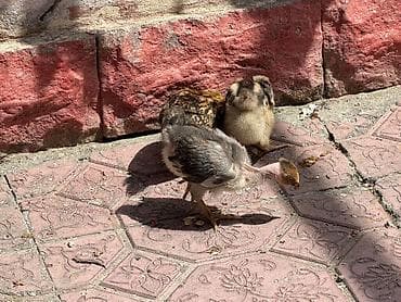 Toyuq cücələri, Damazlıq