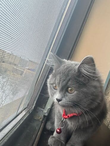 sotlant pisiyi: Boz tüklü, uzun tüklü ev pişiyi - Rəng: tünd boz (monoxrom), yumşaq və — 2