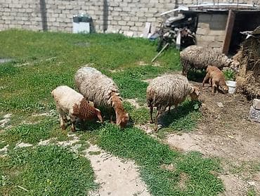 qoyun itleri bakida satisi: Dişi, il: 3, Damazlıq — 5