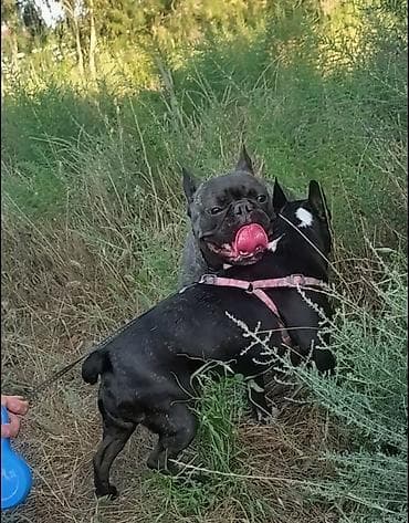 it cinsi: Fransız buldoqu – erkək, pələngi rəng (brindle) kürk, sinəsində ağ — 3