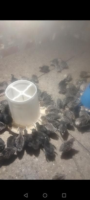 hind guşu: Dişi, Kanada, Ətlik, Ödənişli çatdırılma — 4