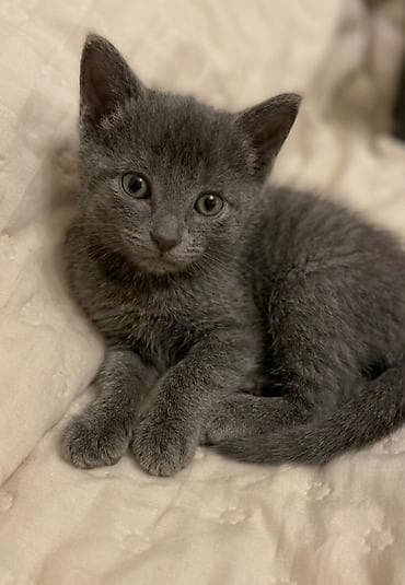 afcarka balasi satilir: Erkək, Dişi, Yaxşı əllərə — 9