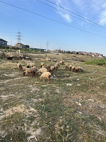 ev heyvanları satışı: Qoyun sürüsü satılır - Növ: yerli qarabaş/qaradolaq tipli ətlik — 1
