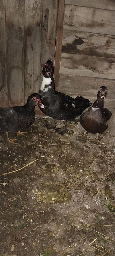 ördəyi: 3 baş Macar ordekleri.2disi 1erkek.Hal hazirda cütləşir.yumutaya — 1