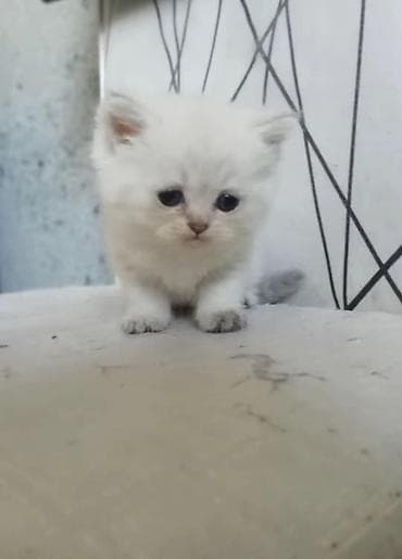 pişiy: Şotland yastı qulaq — 8