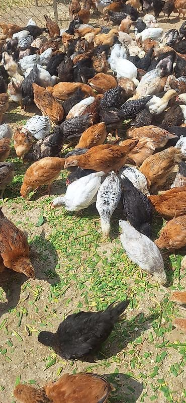 Toyuq cücələri, Damazlıq