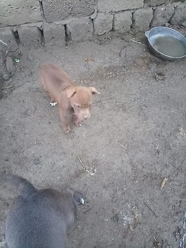 pitbull balasi: Pitbul, 2 ay, Dişi — 10