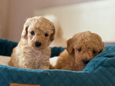 сколько стоит миниатюрный пудель: Пудель, 2 месяца — 3