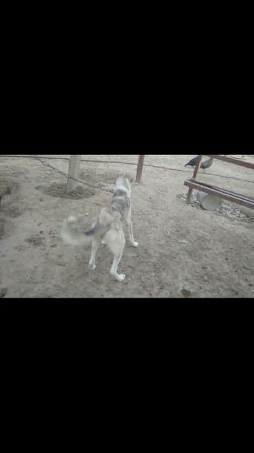 it satısı: Kanqal, 9 ay, Dişi — 5