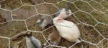 xasgi balası: Salam hərkəsə 1 qiyməti 7 manat ancaq balaları satılır Ev dovşanları – — 7