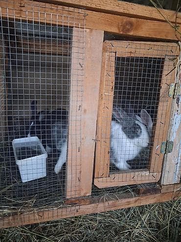 Kom satilir bazar qiymetinden awaqi ciddi alici narahat etsin