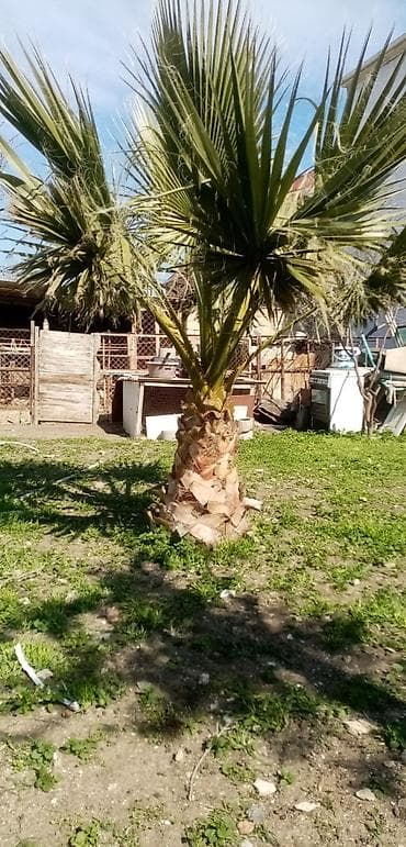 Salam saglam palmadı real alıcılar zeng vursun — 2