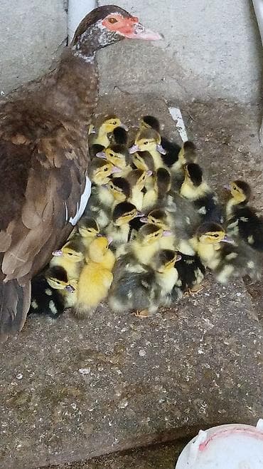 yorga atlarin satisi: Muscovy ördəyi balaları 5 günlük inqivatır deyil - Növ — 2