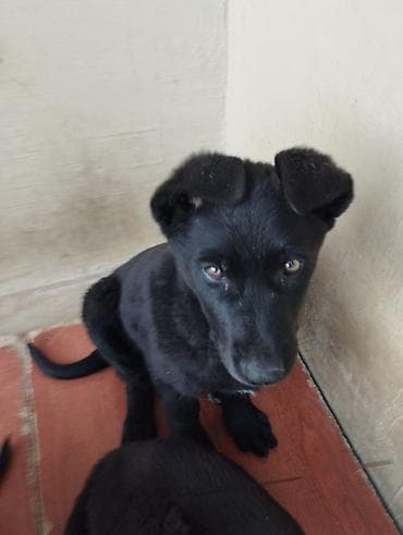 azerbaycanda it adlari: Восточные Авчарки три месяца отроду — 5