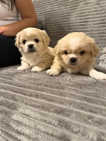 heyvan bazarları: Pekines, 2 ay — 1