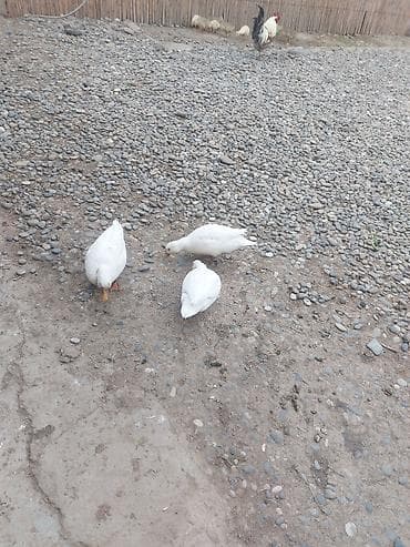 lavanda ördək: Kalduk ördəkləridi balacadılar göyərçin boyda olur. 1 xoruz 2 fərədi — 5